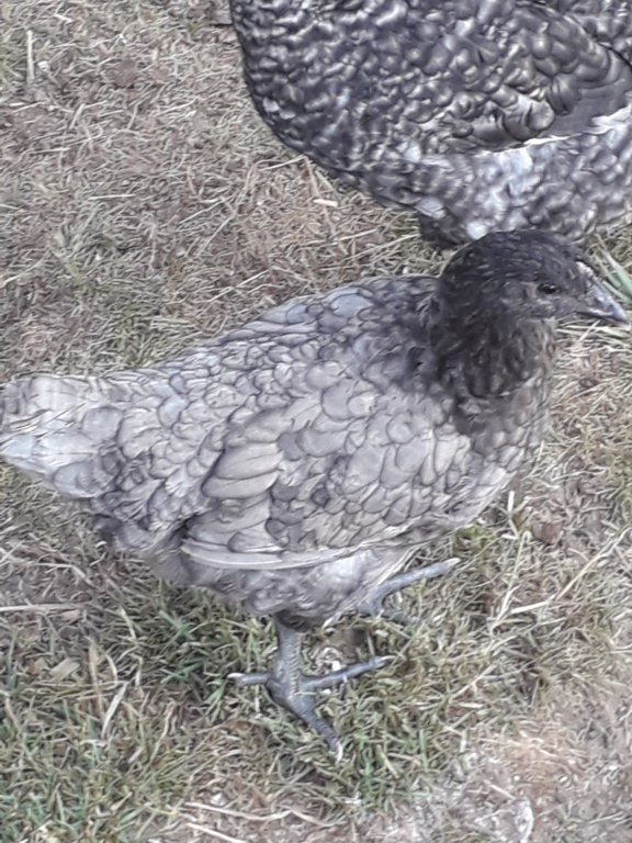 Photo Poules Gregpoule 20180718