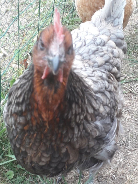 Photo Poules Gregpoule 20180729