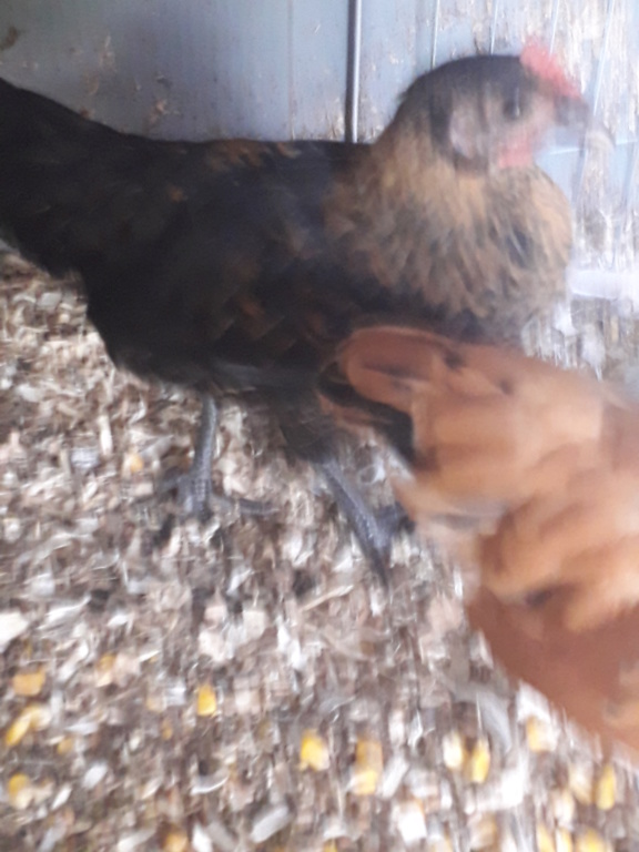 integration des poussins de Bernie 20181019