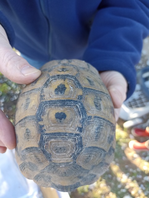 Identification de 2 tortues -5912910