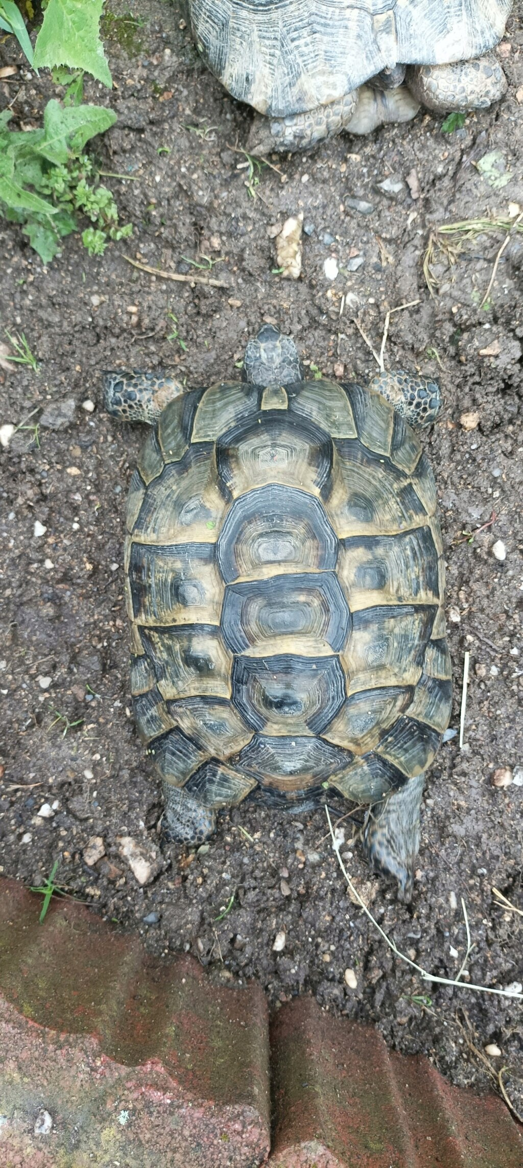 Identification et age male Graecca Img_2018