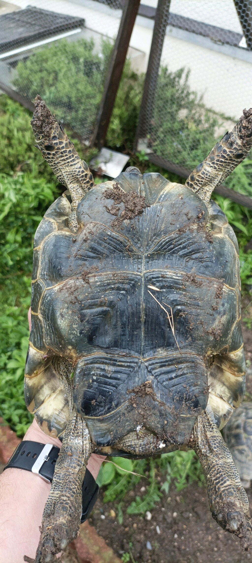 Identification et age male Graecca Img_2019