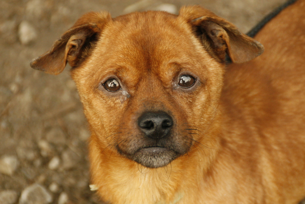 BULL - mâle, typé staffie, de petite taille - né environ en novembre 2019 (fourrière de Roman) - REMEMBER ME LAND - En FA chez Joan (42) - ADOPTE PAR MARISA (36) - Page 2 0_mg_010