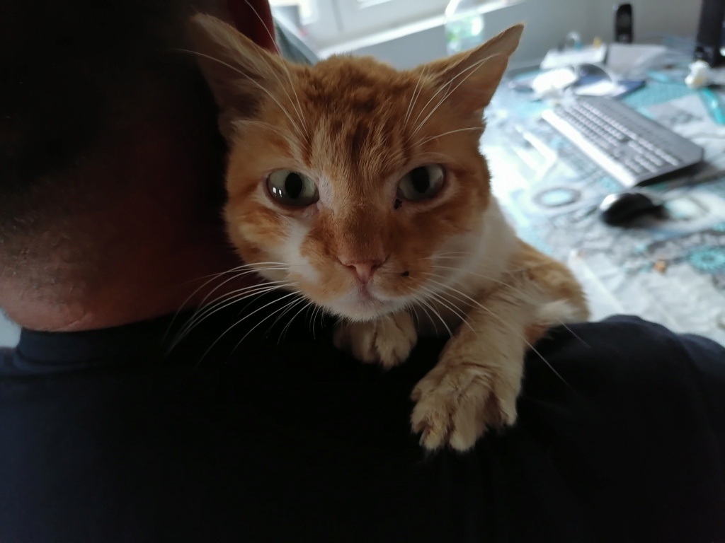 ABRICOT - chat mâle, né environ en mai 2018 - REMEMBER ME LAND - En FA chez Joan (42) - adopté par Emma (42)  Img_2093