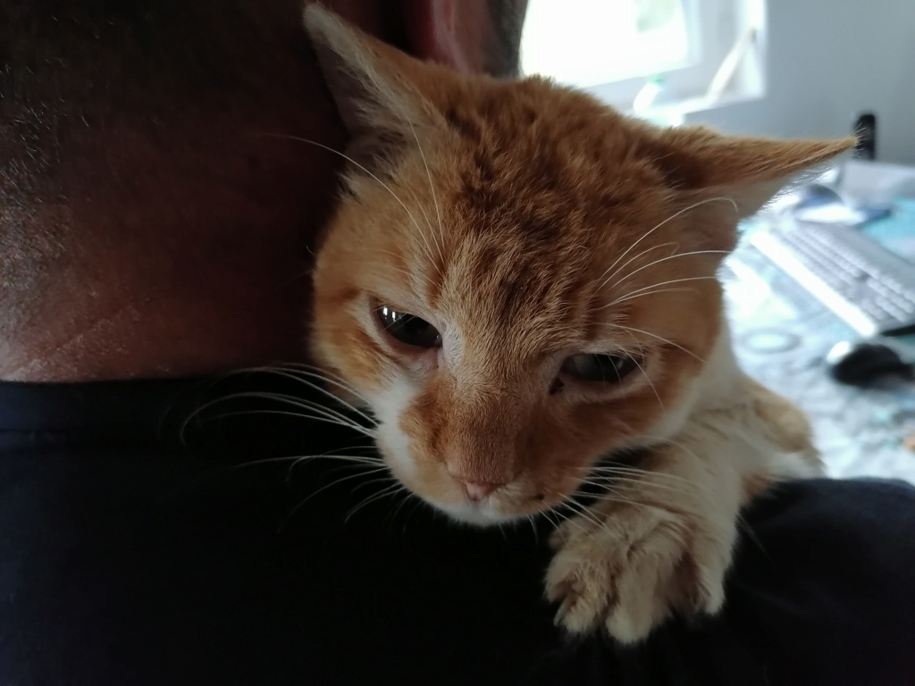 abricot - ABRICOT - chat mâle, né environ en mai 2018 - REMEMBER ME LAND - En FA chez Joan (42) - adopté par Emma (42) - DECEDE Img_2094