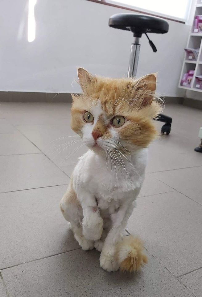 GARFIELD - chat mâle, né environ mai 2018 - Pris en charge par Asso sauvetage animaux (76) - DECEDE 10184210