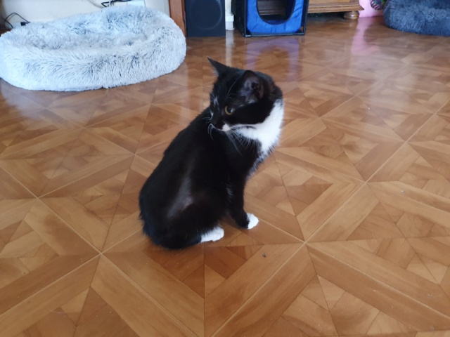 OOPS - chaton femelle, tri-pattes, née environ octobre 2019 - En FA chez Abysse (92) - Adoptée par Astrid (Pays-Bas) 1_1112