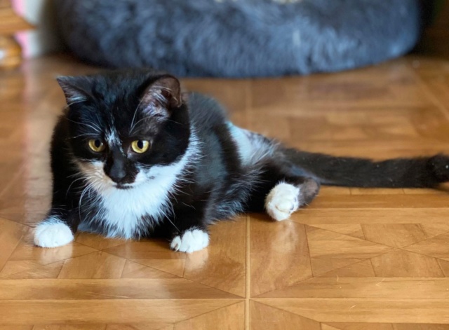 OOPS - chaton femelle, tri-pattes, née environ octobre 2019 - En FA chez Abysse (92) - Adoptée par Astrid (Pays-Bas) 1_3710