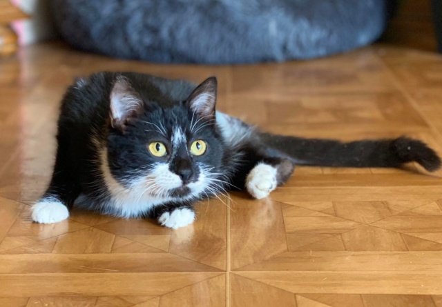 OOPS - chaton femelle, tri-pattes, née environ octobre 2019 - En FA chez Abysse (92) - Adoptée par Astrid (Pays-Bas) 1_3911