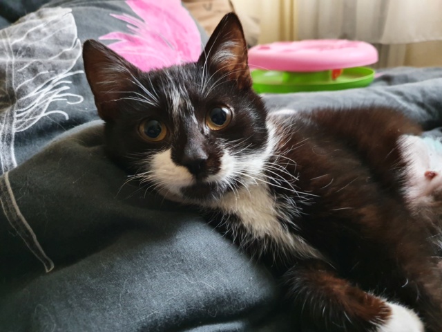 OOPS - chaton femelle, tri-pattes, née environ octobre 2019 - En FA chez Abysse (92) - Adoptée par Astrid (Pays-Bas) 1_611
