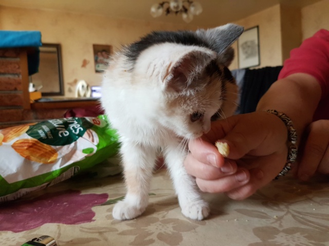 OPALE (ex MAELYA) - chaton femelle, née environ septembre 2018 - Adoptée par Lucie et Véronique (78) 20190211