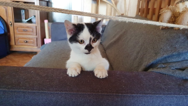 PATAPOUF- chaton mâle, né environ fin juillet 2019 - en FA chez Abysse - adopté par Carine (26)  20191218
