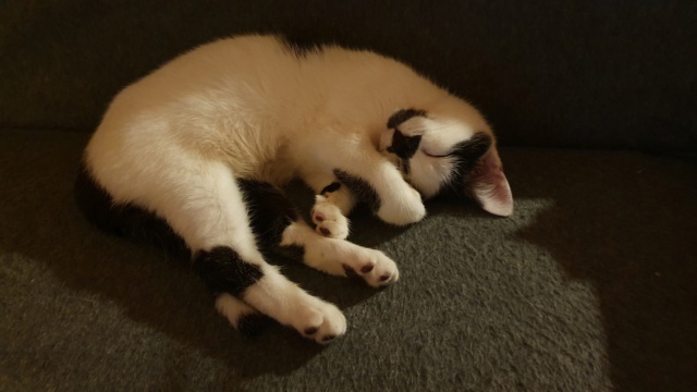 PATAPOUF- chaton mâle, né environ fin juillet 2019 - en FA chez Abysse - adopté par Carine (26)  20191224