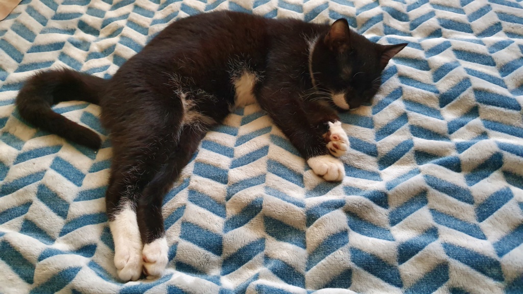 GUIZMO (ex PATAPON) - chaton mâle, né environ mi août 2019 - REMEMBER ME LAND - En FA chez Abysse (92) - ADOPTE PAR LAURA (83) 20200124