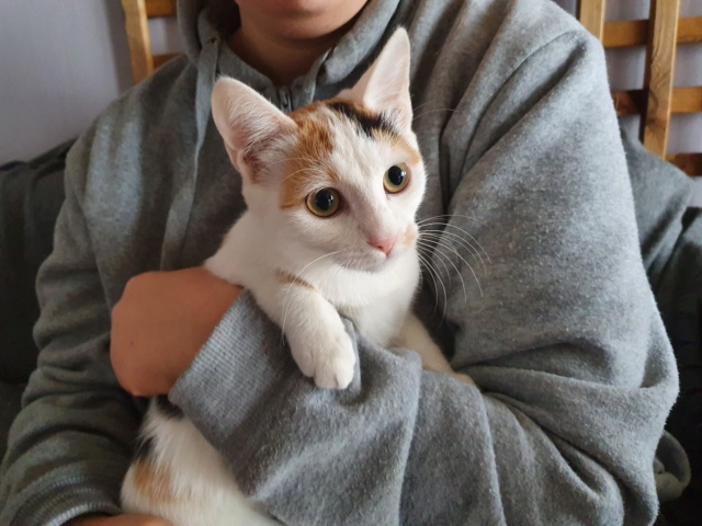 SOOKIE - chaton femelle, née environ en avril 2020 - En FA chez ABYSSE (92) - Adoptée par Frédéric (75) 20200974