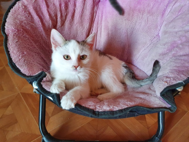 PIMPUNDING (ex FRAISIA) - chaton femelle, née environ mi-juillet/août 2020 - en FA chez ABYSSE (92) - Adoptée par Maëlle et Corentin (78) - DECEDEE 20201158