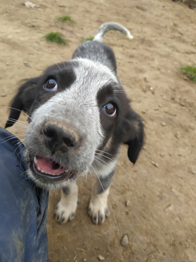 MISSY (ex SAVOIE) - chiot femelle, de taille moyenne à l'âge adulte - née environ en juin 2020 - REMEMBER ME LAND - Adoptée par Martine (Belgique)  419