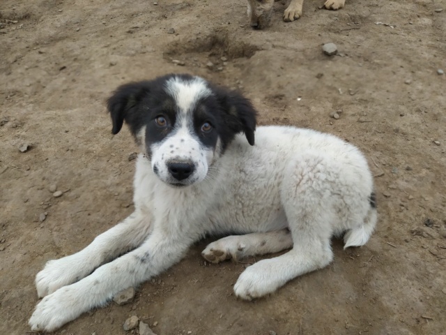 VLAD (ex GRENOBLE) - chiot mâle, de taille moyenne à l'âge adulte - né environ en juin 2020 - REMEMBER ME LAND - Adopté par Fabienne (27)  714