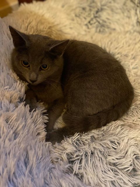 CHAPKA - chaton femelle, croisée chartreux, née environ mai 2019 - REMEMBER ME LAND - En FA chez VALERIE (92) - Adoptée par Annick (94) 85047510
