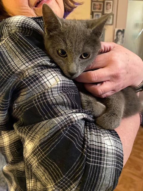 CHAPKA - chaton femelle, croisée chartreux, née environ mai 2019 - REMEMBER ME LAND - En FA chez VALERIE (92) - Adoptée par Annick (94) 88965911