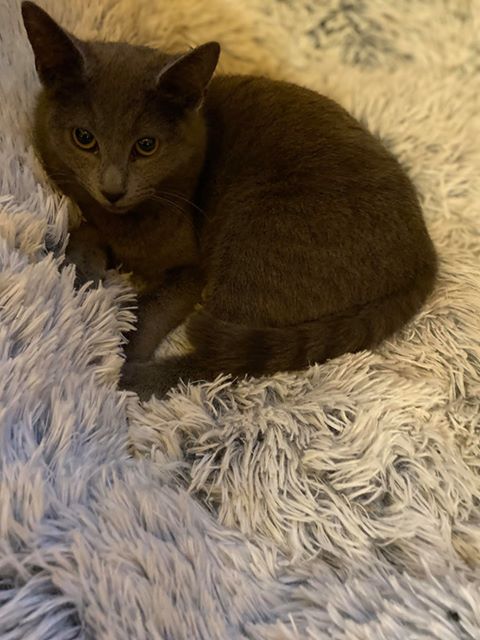 CHAPKA - chaton femelle, croisée chartreux, née environ mai 2019 - REMEMBER ME LAND - En FA chez VALERIE (92) - Adoptée par Annick (94) 89031611