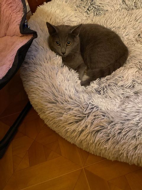 CHAPKA - chaton femelle, croisée chartreux, née environ mai 2019 - REMEMBER ME LAND - En FA chez VALERIE (92) - Adoptée par Annick (94) 89051311