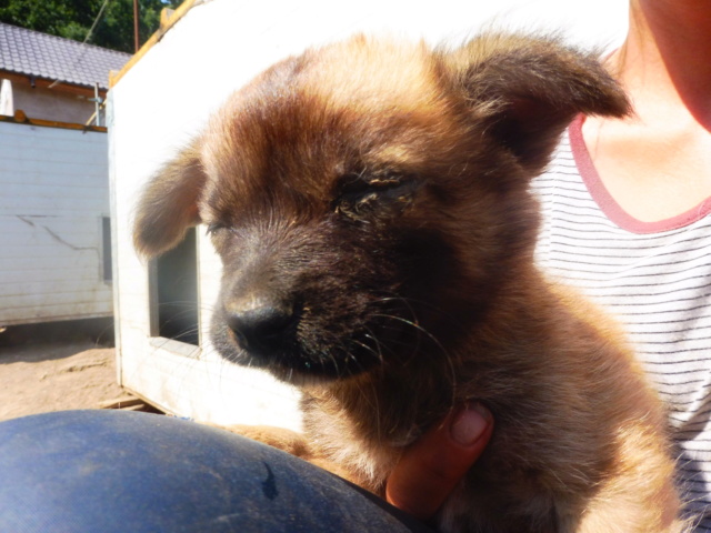 CHASCA (ex ABEILLE) - femelle croisée de petite taille adulte, née en juin 2018 - (PASCANI) - REMEMBER ME LAND - Adoptée par Gabriella (Belgique)  Abeill21