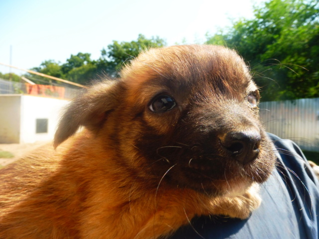 CHASCA (ex ABEILLE) - femelle croisée de petite taille adulte, née en juin 2018 - (PASCANI) - REMEMBER ME LAND - Adoptée par Gabriella (Belgique)  Abeill25