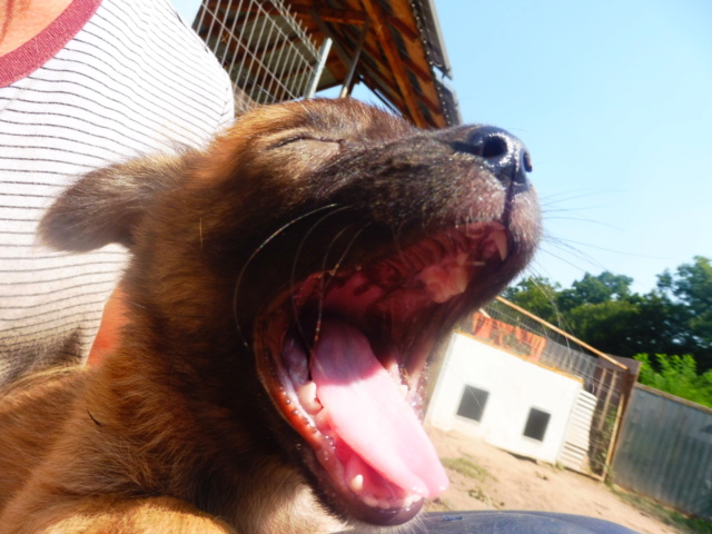 CHASCA (ex ABEILLE) - femelle croisée de petite taille adulte, née en juin 2018 - (PASCANI) - REMEMBER ME LAND - Adoptée par Gabriella (Belgique)  Abeill26