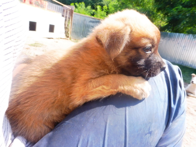 CHASCA (ex ABEILLE) - femelle croisée de petite taille adulte, née en juin 2018 - (PASCANI) - REMEMBER ME LAND - Adoptée par Gabriella (Belgique)  Abeill28