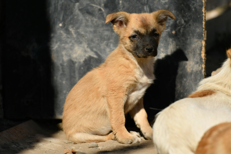 CHASCA (ex ABEILLE) - femelle croisée de petite taille adulte, née en juin 2018 - (PASCANI) - REMEMBER ME LAND - Adoptée par Gabriella (Belgique)  - Page 2 Abeill33