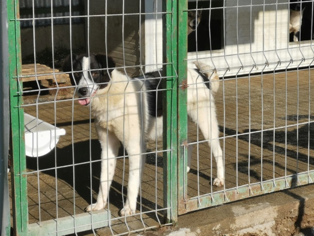 AGAPANTHE -  femelle croisée de taille moyenne, née début 2018 - adoptée par Bastian (33)  Agapan18