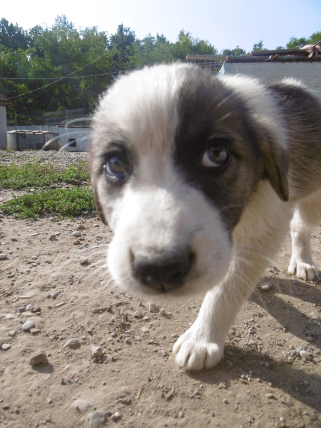 ALTAÏ - Chiot femelle - taille moyenne à l'âge adulte - Née environ mi juin 2019 - adoptée par Patrick (57)  Altai_14