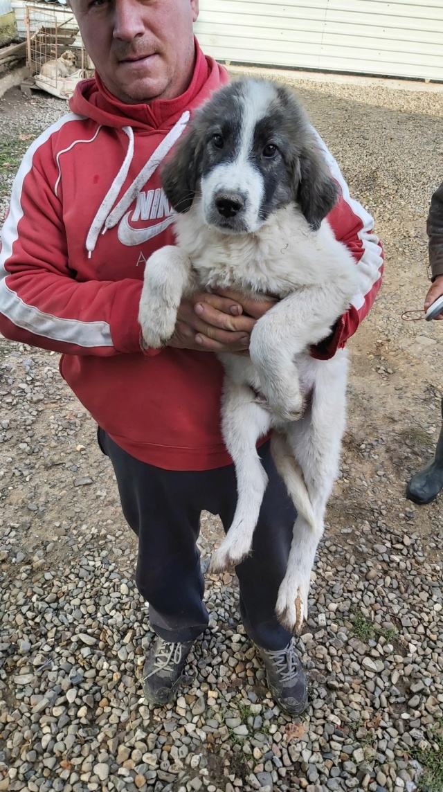 NEVEN (ex ALTAÏR) - chiot mâle, berger de bucovine, de grande taille à l'âge adulte - né environ en mi-juin 2020 - REMEMBER ME LAND - Adopté par Patricia (13)  Altair18