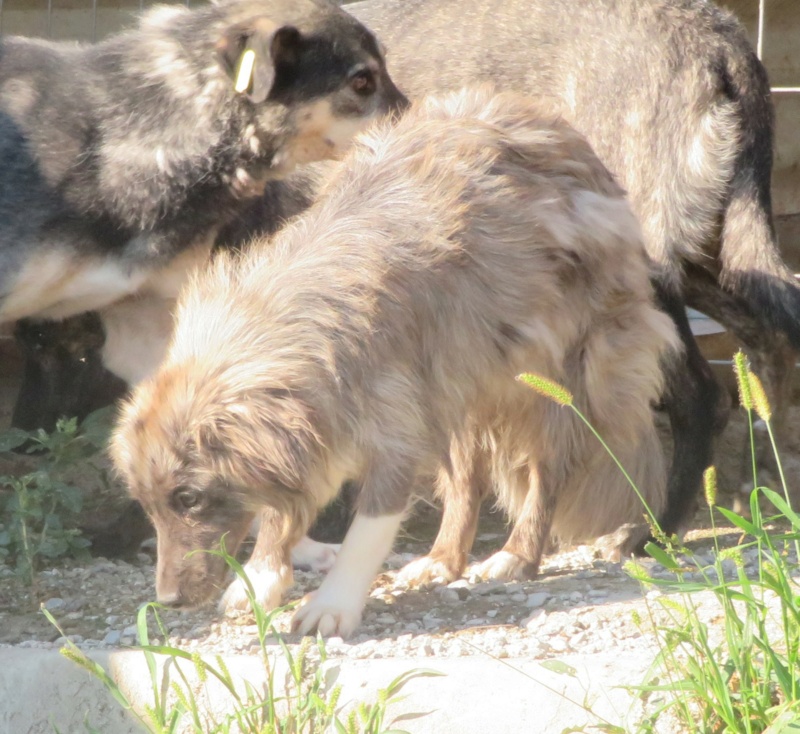 CHARLY (ex ANDERSON) - mâle, de petite taille - né environ en avril 2017 (fourrière de ROMAN) - REMEMBER ME LAND - Adopté par Chloé (74) Anders20