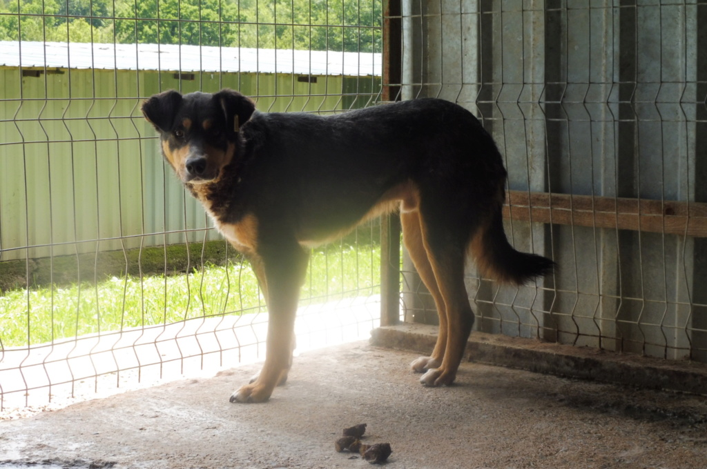 andromède - *** ANDROMEDE, 5 ANS DE BOX *** A passé sa vie enfermé - mâle croisé de taille moyenne, né environ en avril 2013,  (PASCANI) - REMEMBER ME LAND - ADOPTE PAR DOMINIQUE (28) - Page 8 Androm10