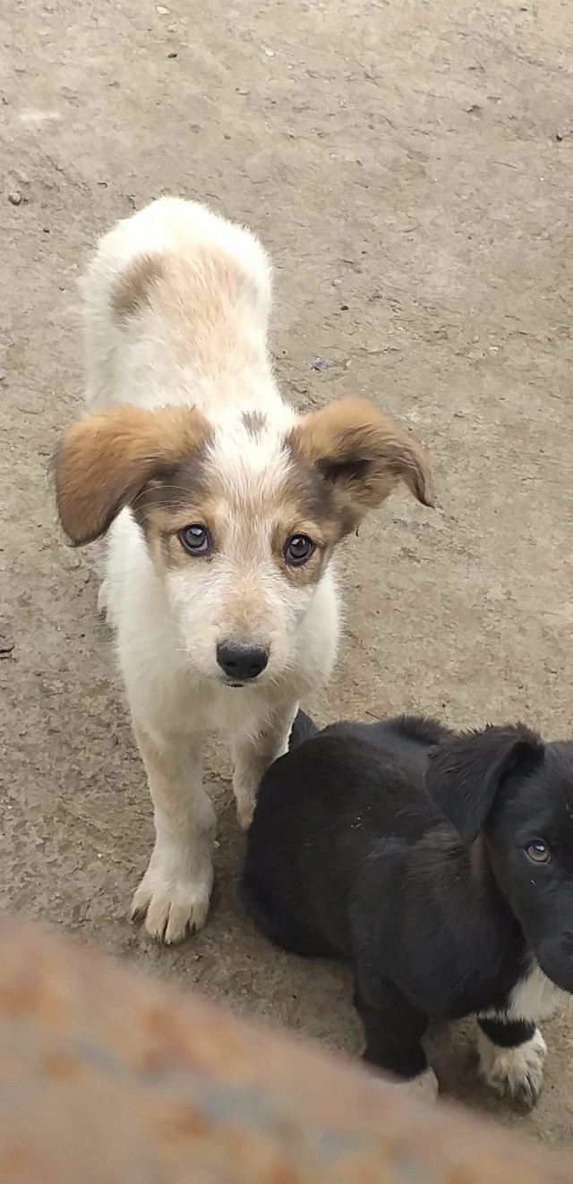 ANOUK (ex ANNECY) - chiot femelle, de taille moyenne à l'âge adulte - née environ en juin 2020 - REMEMBER ME LAND - Adoptée par Dany (77) Annecy19