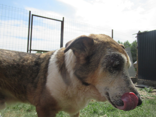 **URGENT ANTENA, VIEUX CHIEN ** - mâle,né en 2005, taille moyenne - en pension chez Muriel Vosges (88) - décédé - Page 5 Antena13