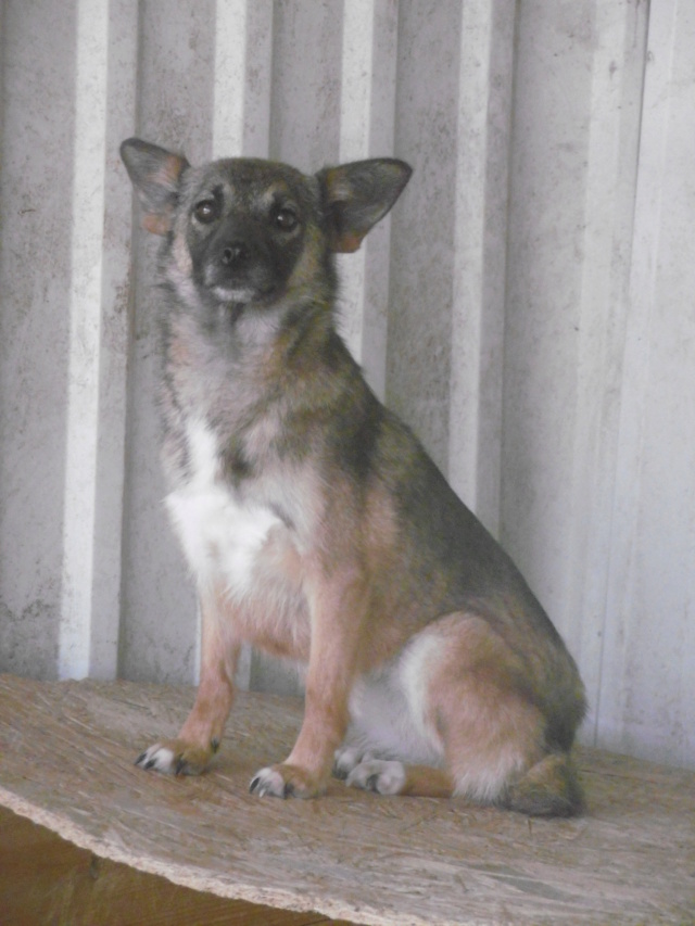 IVY (ex ARCADIA) - + de 3 ans de box !! femelle croisée de taille petite à moyenne adulte, née mai 2017 - REMEMBER ME LAND - Adoptée par Laurine (55)  - Page 3 Arcadi13