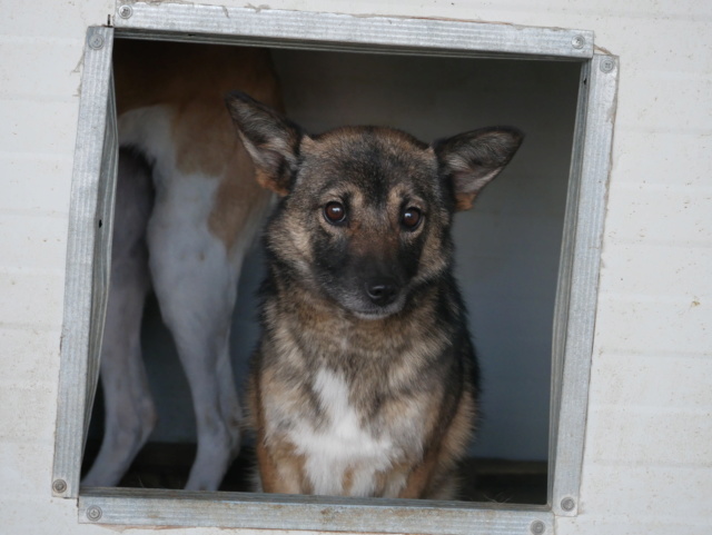 IVY (ex ARCADIA) - + de 3 ans de box !! femelle croisée de taille petite à moyenne adulte, née mai 2017 - REMEMBER ME LAND - Adoptée par Laurine (55)  - Page 3 Arcadi29