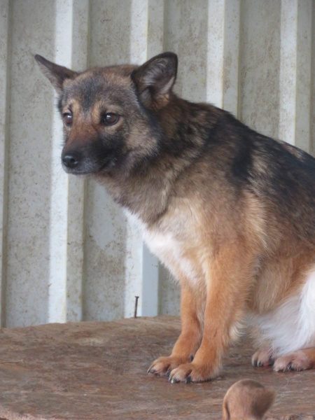 IVY (ex ARCADIA) - + de 3 ans de box !! femelle croisée de taille petite à moyenne adulte, née mai 2017 - REMEMBER ME LAND - Adoptée par Laurine (55)  - Page 4 Arcadi37