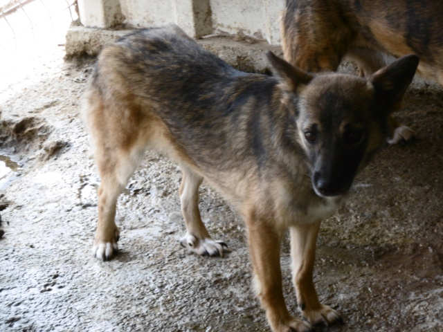 MISTY (ex ARCADY) - !! + de 4 ANS DE BOX !! femelle croisée de taille petite à moyenne, née mai 2017 - (PASCANI) - REMEMBER ME LAND - Adoptée par Laurine (55) Arcady28