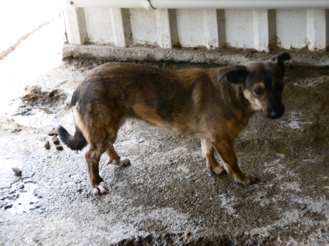 MISTY (ex ARCADY) - !! + de 4 ANS DE BOX !! femelle croisée de taille petite à moyenne, née mai 2017 - (PASCANI) - REMEMBER ME LAND - Adoptée par Laurine (55) Arcady33