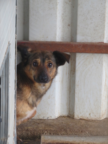 MISTY (ex ARCADY) - !! + de 4 ANS DE BOX !! femelle croisée de taille petite à moyenne, née mai 2017 - (PASCANI) - REMEMBER ME LAND - Adoptée par Laurine (55) - Page 2 Arcady37