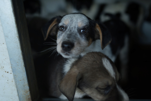 RASTA (ex ARIEL) - femelle croisée sociable, née environ en juillet 2018. Taille moyenne adulte . (PASCANI) - adoptée par Dominique (Belgique)  Ariel10