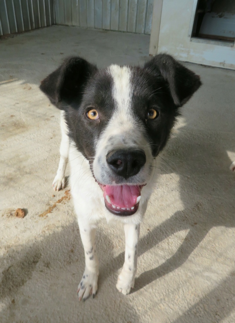 HEAVEN (ex ARISTO) - Mâle, typé border collie, croisé de taille moyenne - né environ en juillet 2019 - REMEMBER ME LAND - Adopté par Olivia (06)  Aristo24