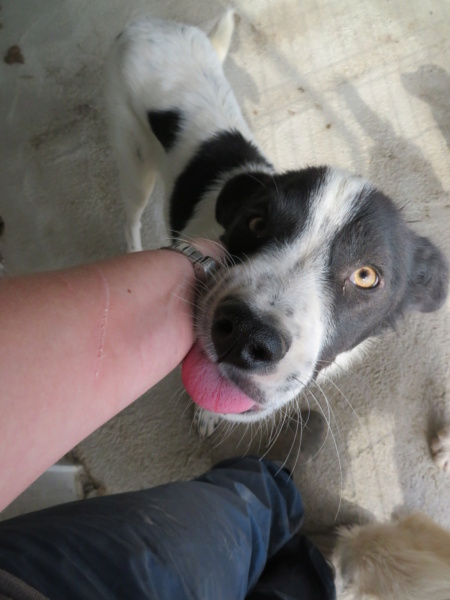 HEAVEN (ex ARISTO) - Mâle, typé border collie, croisé de taille moyenne - né environ en juillet 2019 - REMEMBER ME LAND - Adopté par Olivia (06)  Aristo31