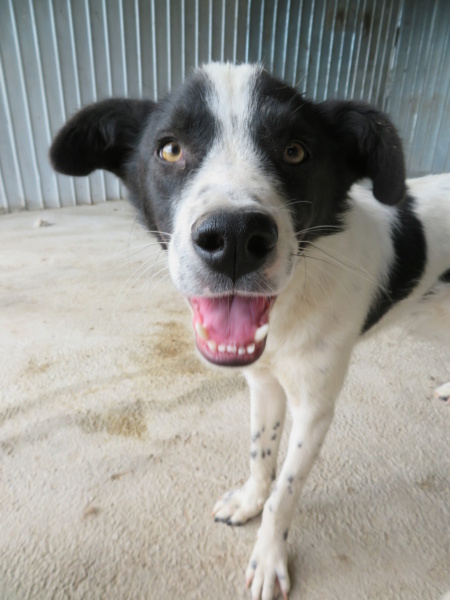 HEAVEN (ex ARISTO) - Mâle, typé border collie, croisé de taille moyenne - né environ en juillet 2019 - REMEMBER ME LAND - Adopté par Olivia (06)  Aristo37