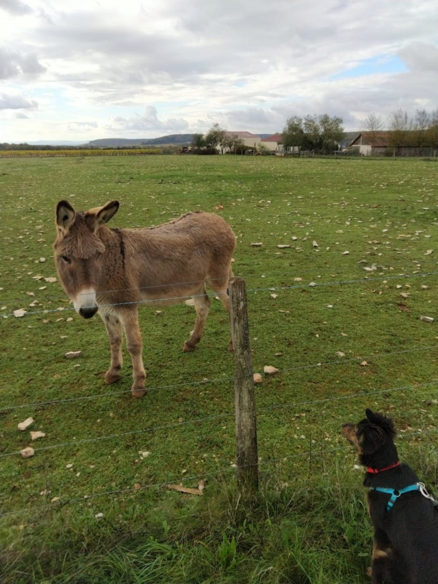 PETRUS (ex ARPEGE) - Chiot Mâle - Taille moyenne à l'âge adulte - Né environ mi avril 2019 - EN FA CHEZ ABYSSE (92) - ADOPTE PAR HORTENSE ET VINCENT (21) - Page 2 Arpege47