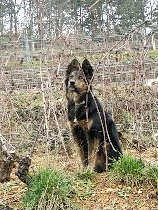 PETRUS (ex ARPEGE) - Chiot Mâle - Taille moyenne à l'âge adulte - Né environ mi avril 2019 - EN FA CHEZ ABYSSE (92) - ADOPTE PAR HORTENSE ET VINCENT (21) - Page 2 Arpege51